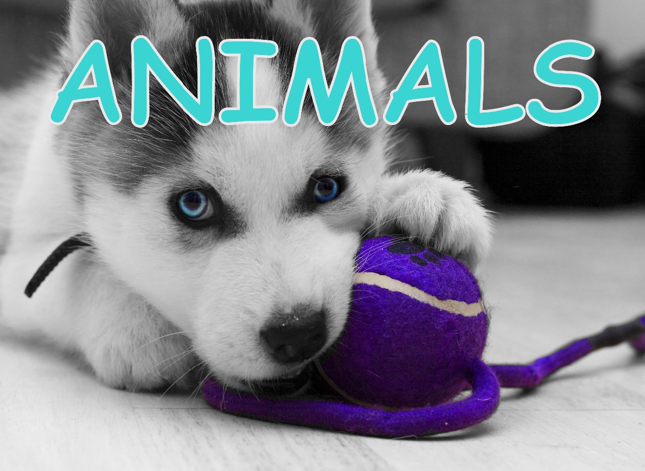 animals